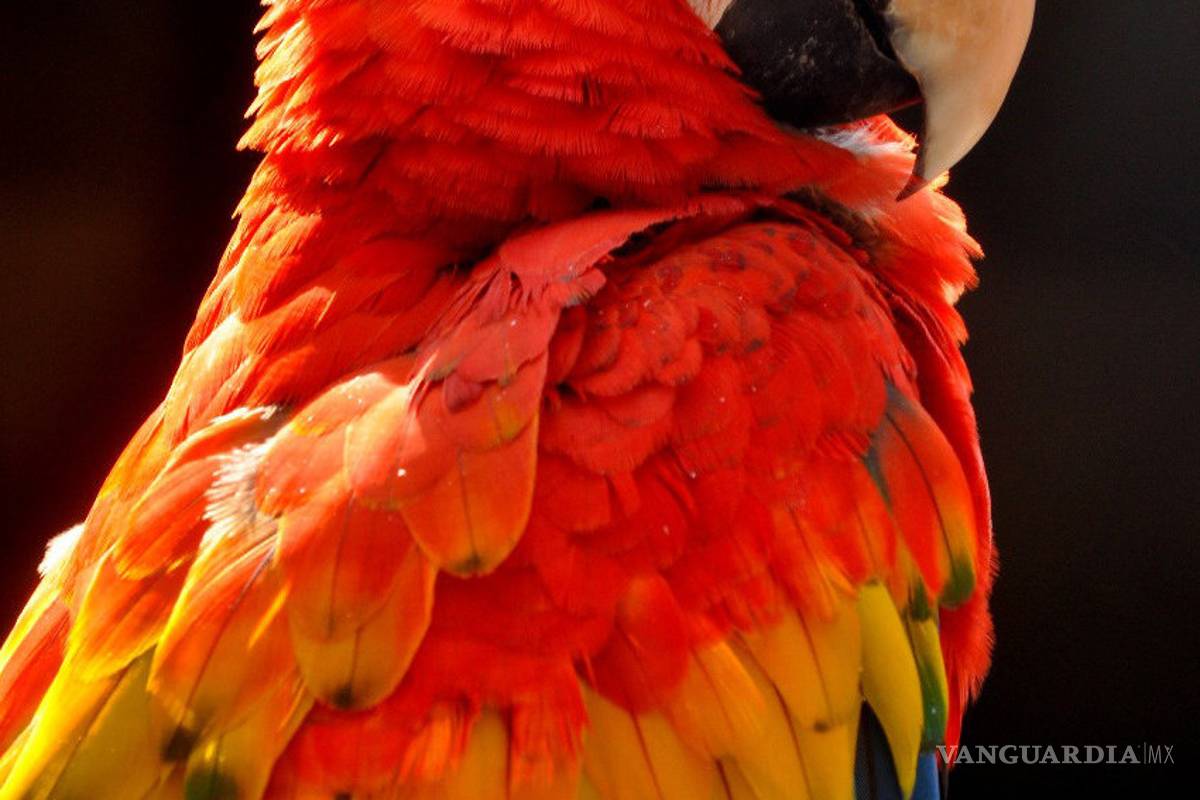 Tráfico de especies, tercer negocio ilícito más rentable en el mundo