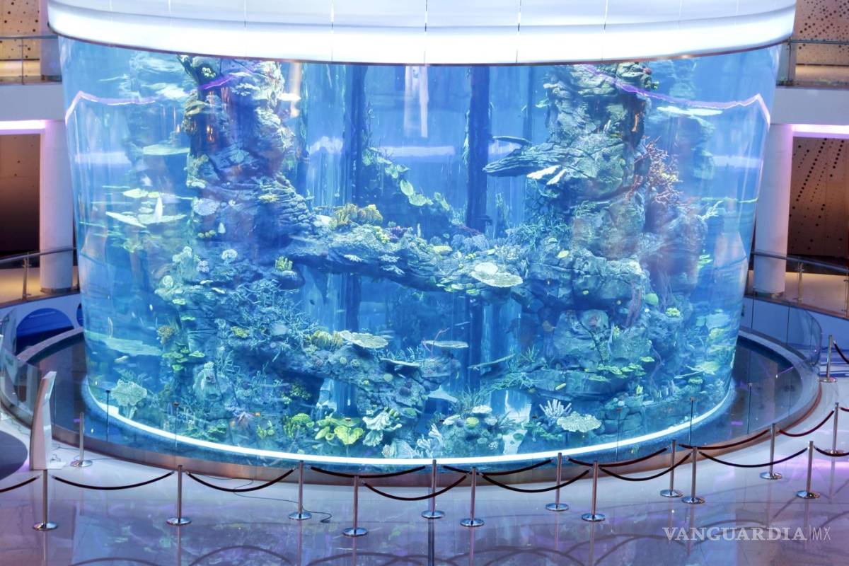 $!AquaDom, el acuario cilíndrico más grande del mundo