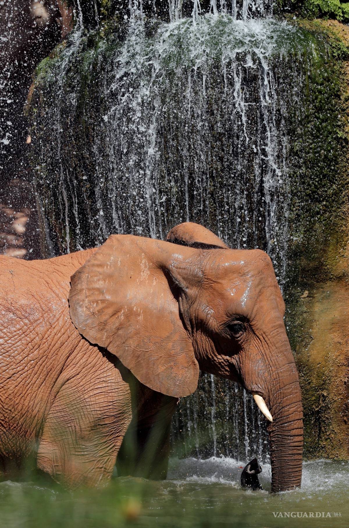 $!Amenaza crisis climática a especies en peligro