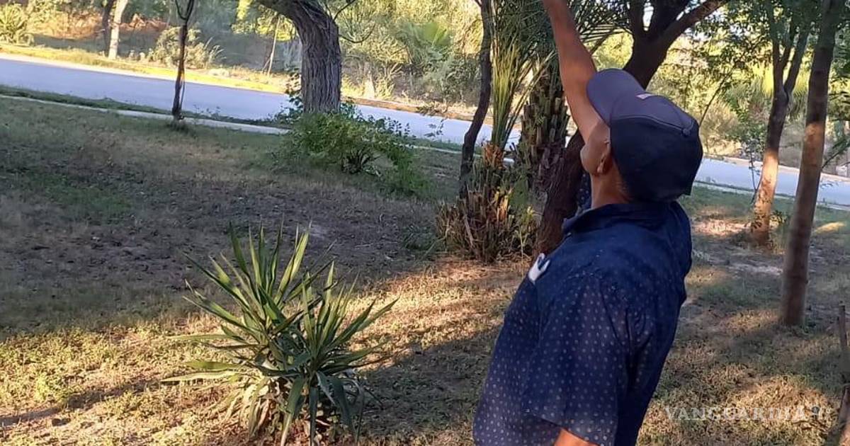 Acuña: reportan nuevo avistamiento de mariposa Monarca en área verde de Santa Teresa