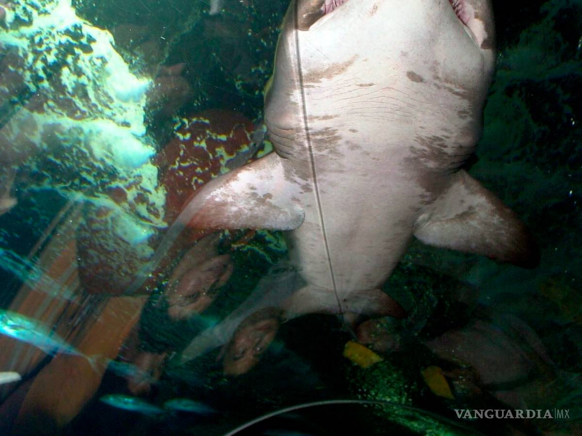 $!Un tiburón que vive 400 años y otras curiosidades que parecen un cuento, pero son verídicas