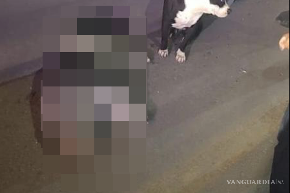 Elementos de Tránsito Municipal rescatan a perritos atropellados en Saltillo