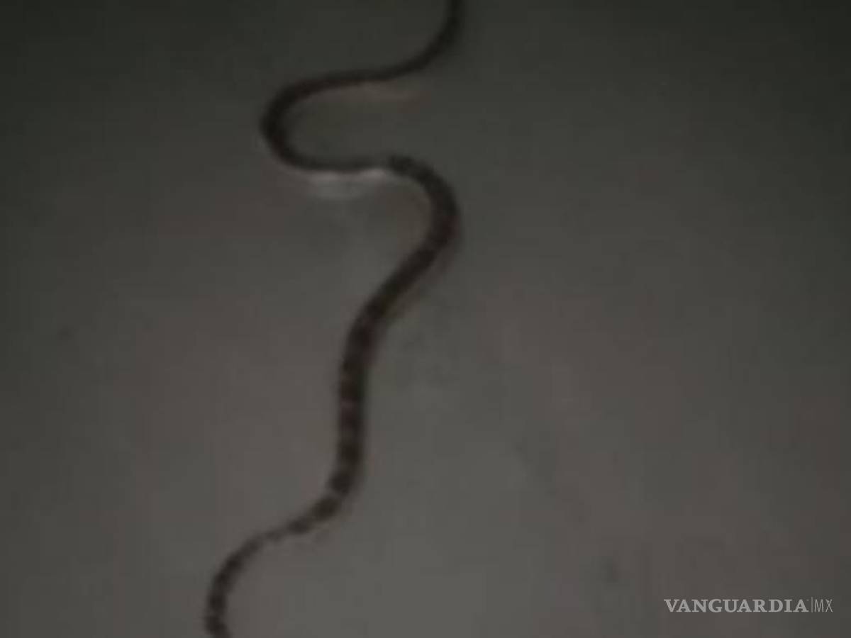 $!Obreros se han topado con serpientes en algunas áreas, lo que representa un peligro.