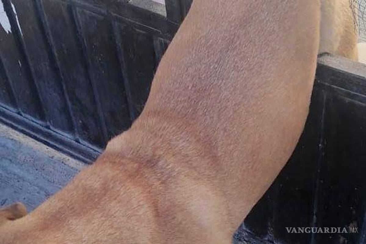 Provoca pirotecnia que desde perros hasta caballos huyan de sus hogares en Saltillo