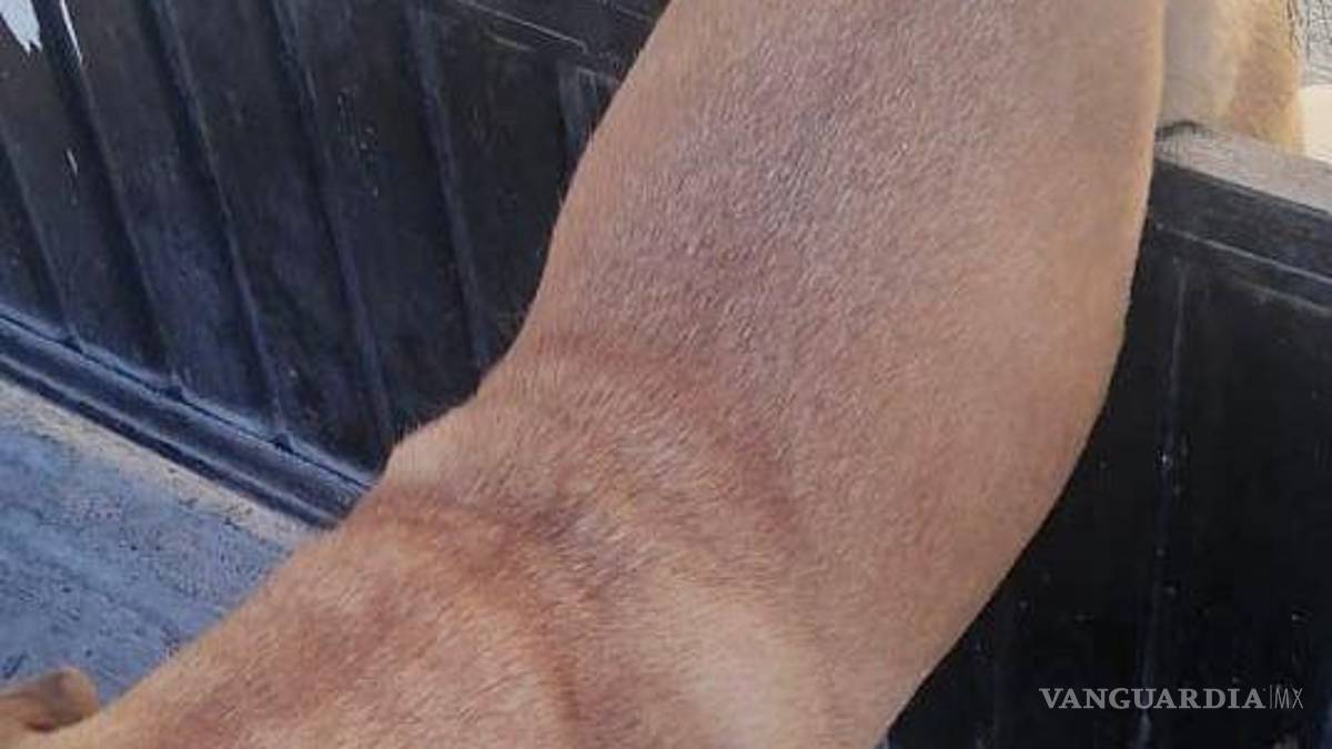 Provoca pirotecnia que desde perros hasta caballos huyan de sus hogares en Saltillo