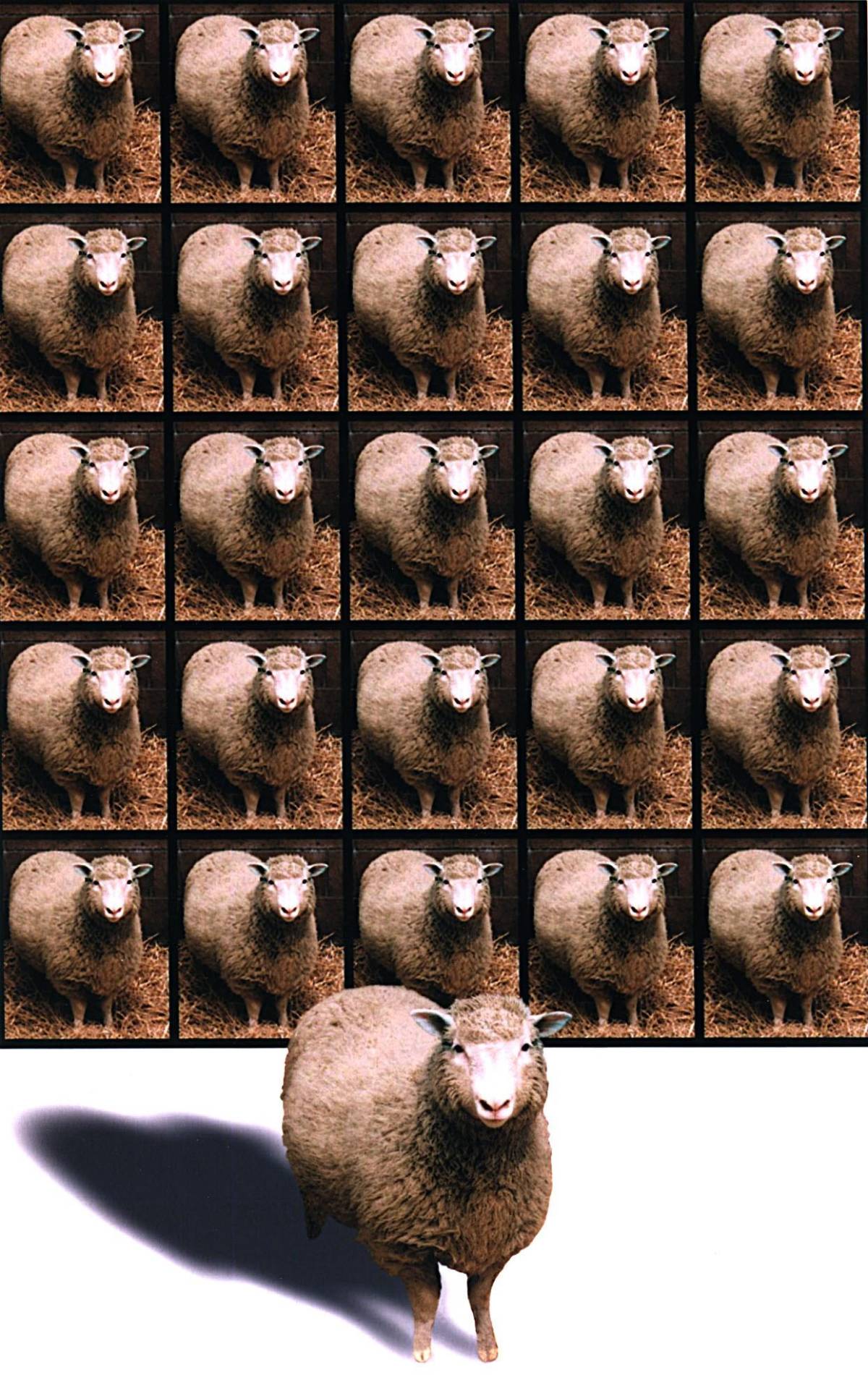 $!La creación de la oveja clonada Dolly, en 1997, representa un avance revolucionario de consecuencias imprevisibles.