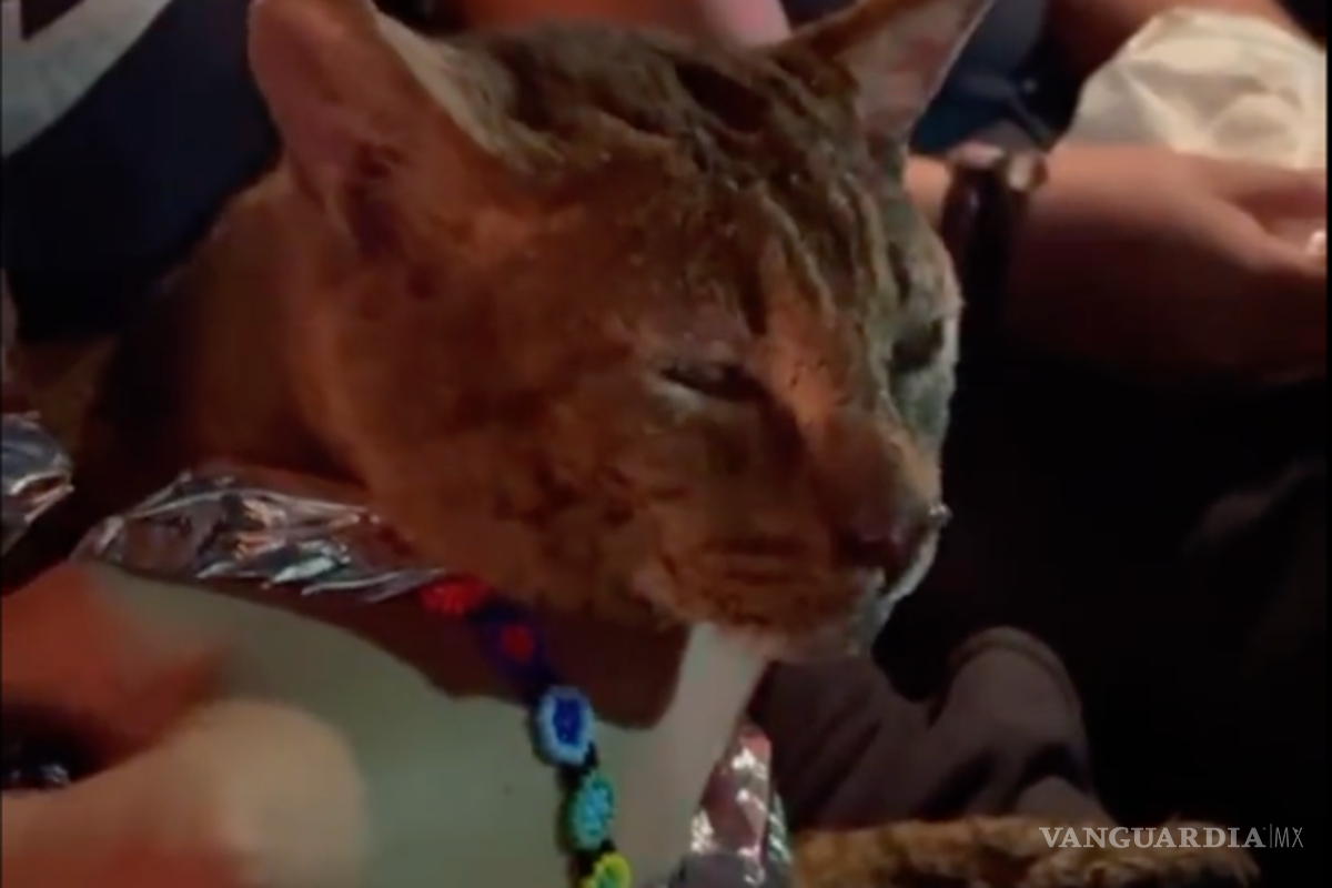 ‘¡Todas las vidas cuentan!’ Bomberos rescatan gatito del incendio de la Central de Abasto de Iztapalapa (video)