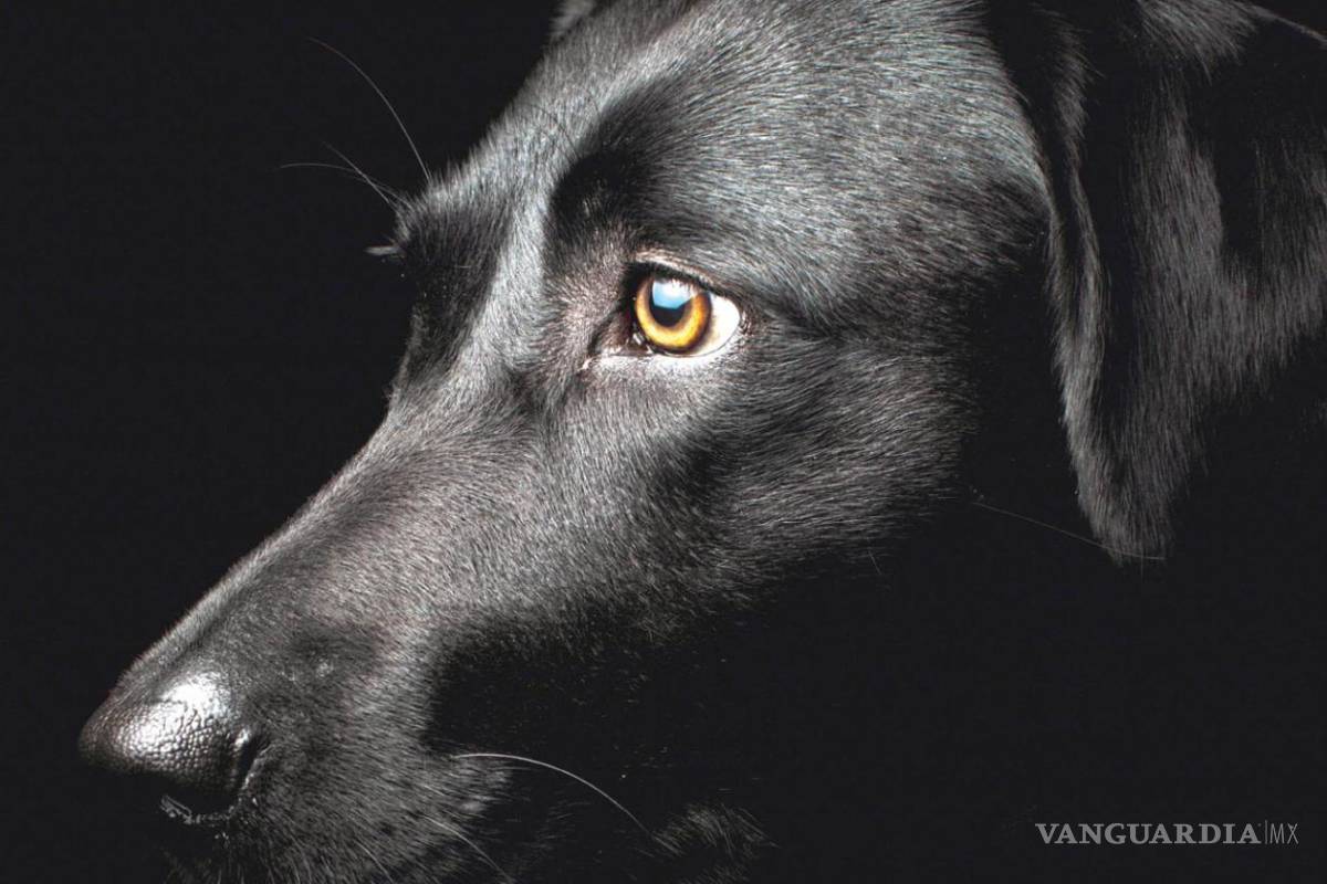 Vidas de perros ilustres según Sergio Pitol