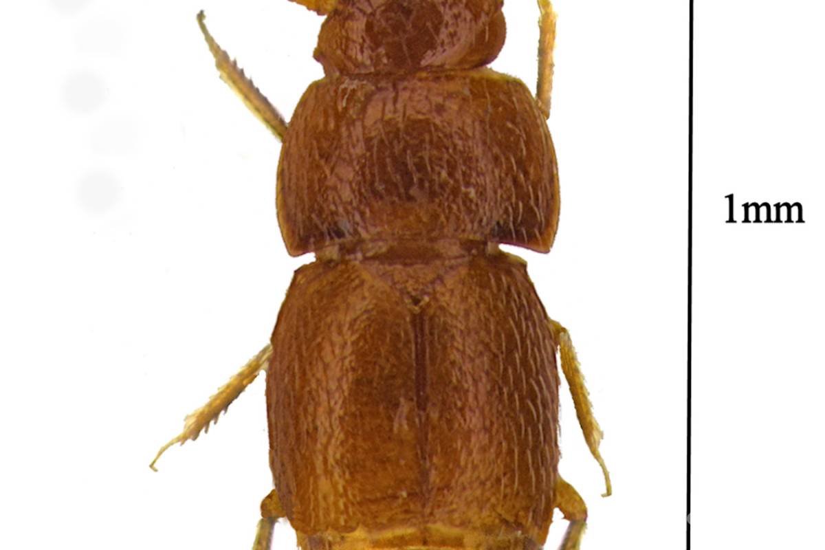 Greta Thunberg tiene un tocayo, un escarabajo