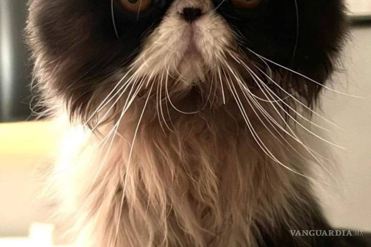 Desaparece Gato Persa en Monclova, ofrecen 20 mil pesos de recompensa