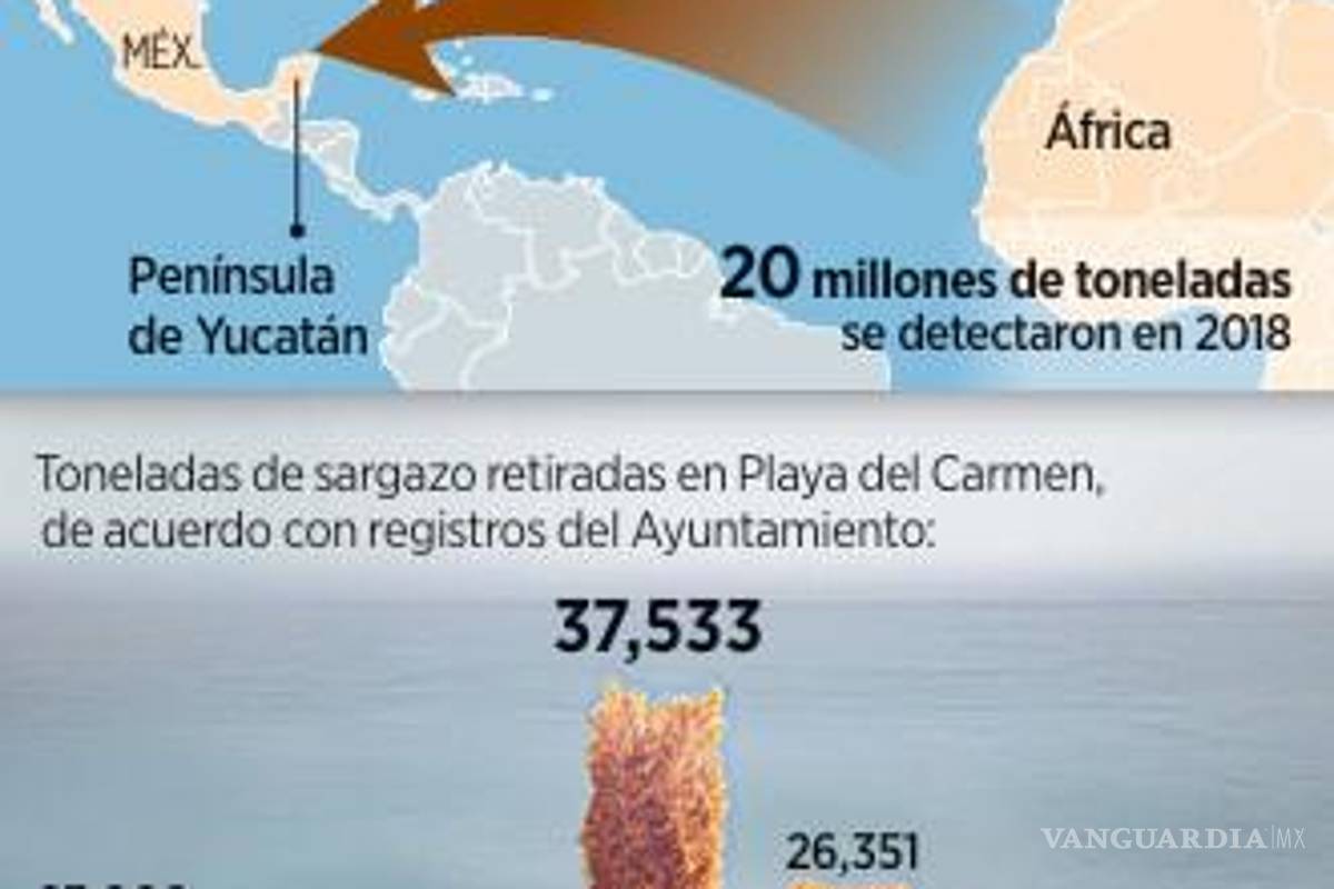 $!Fracasa estrategia contra el sargazo a las playas de Quintana Roo