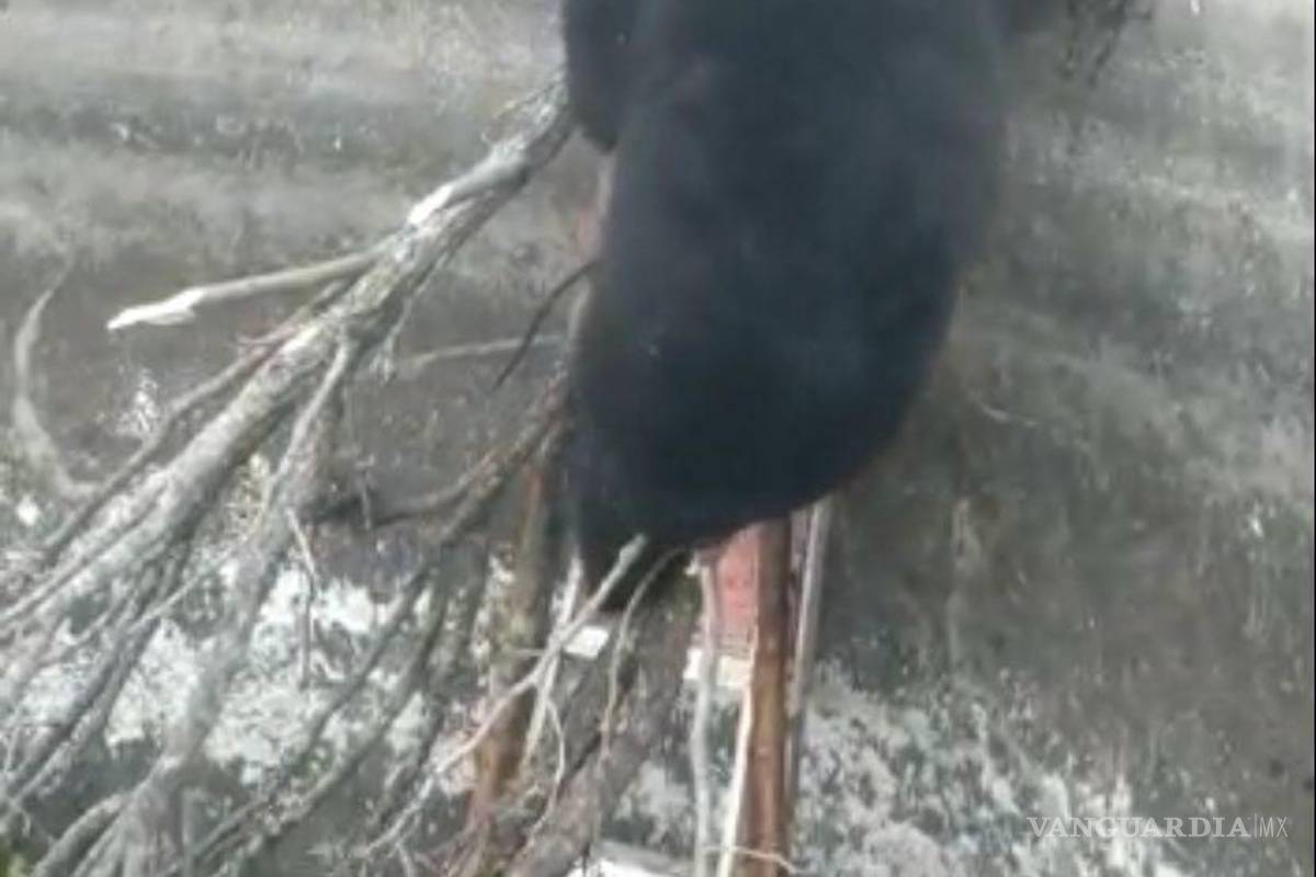 Trabajador rescata a oso negro atrapado en estanque en rancho de Hermanas, Coahuila