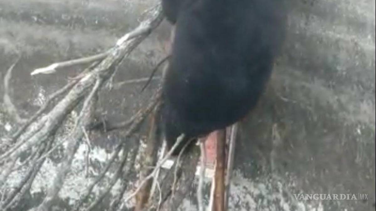 Trabajador rescata a oso negro atrapado en estanque en rancho de Hermanas, Coahuila