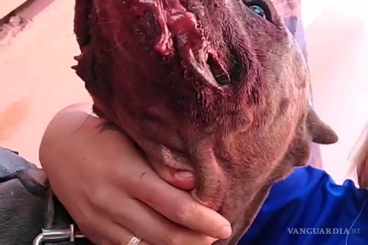 Dueña de perro víctima de supuesto maltrato por estatales en Saltillo pide justicia (imágenes sensibles)