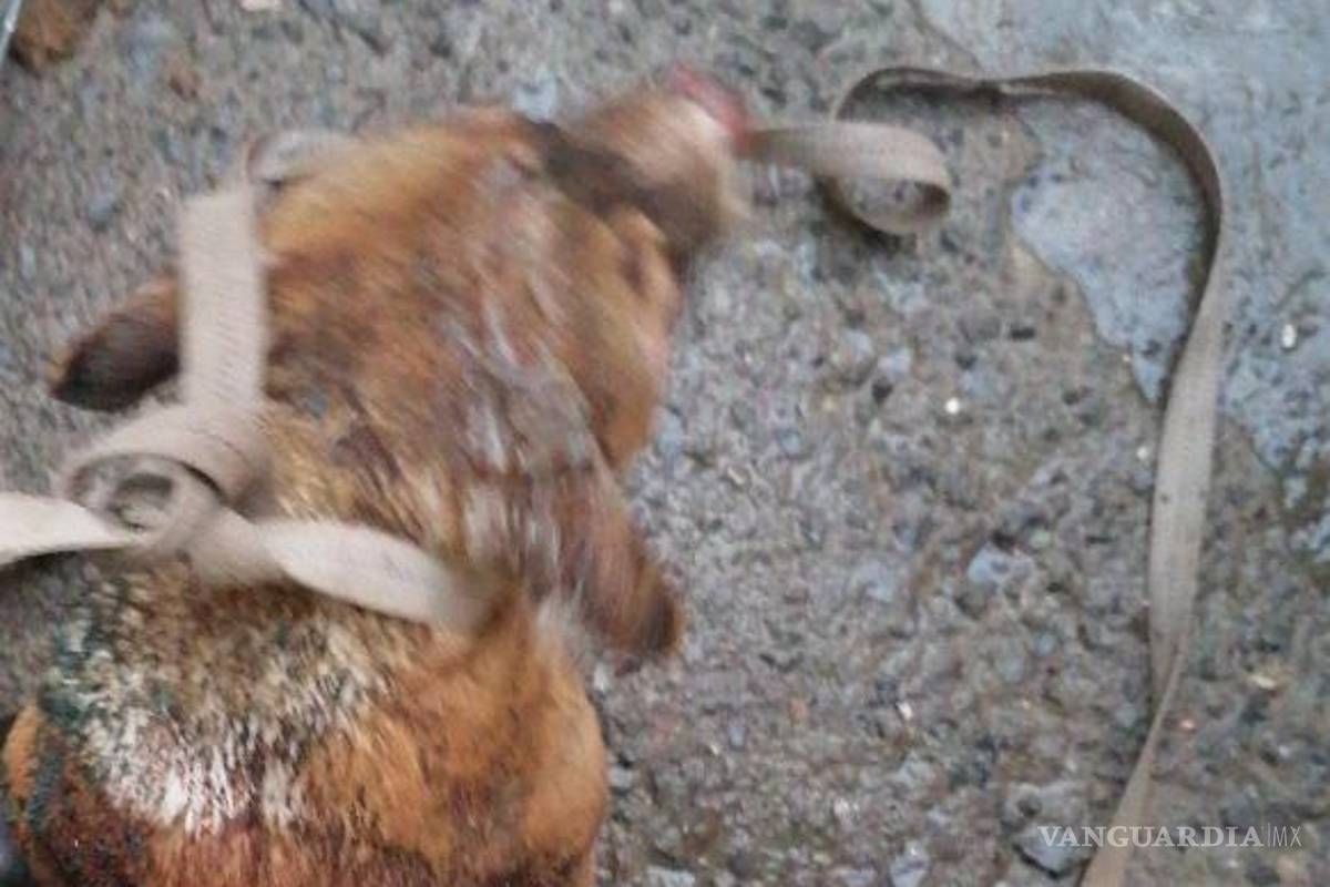 $!El perro sufrió quemaduras en la cabeza y lomo.