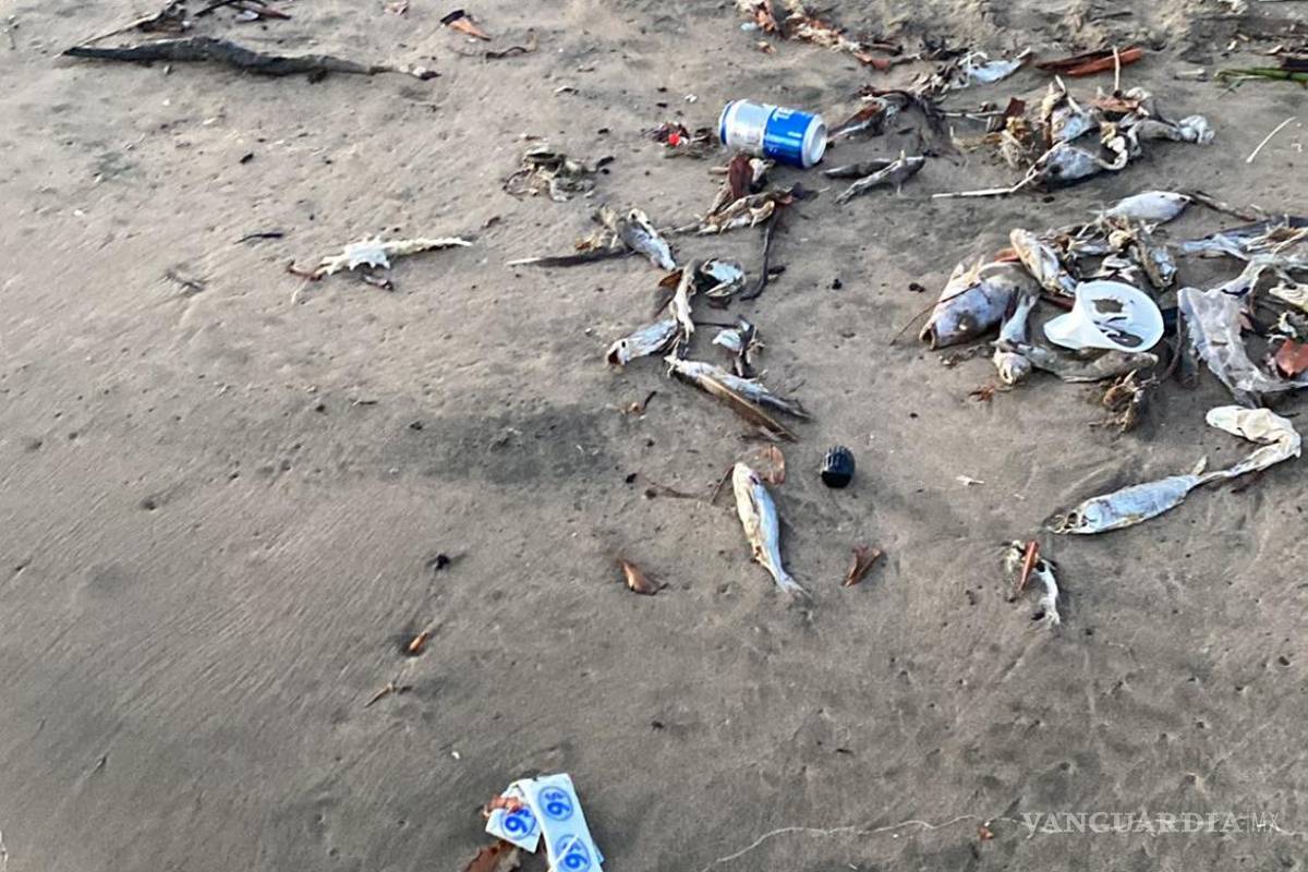 Alarma muerte de peces en Sinaloa, alga nociva sería la causa