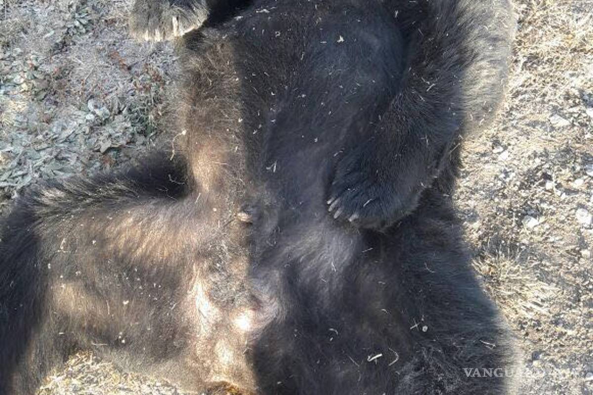 Hallan oso negro especie en peligro de extinción, muerto por un balazo en Derramadero
