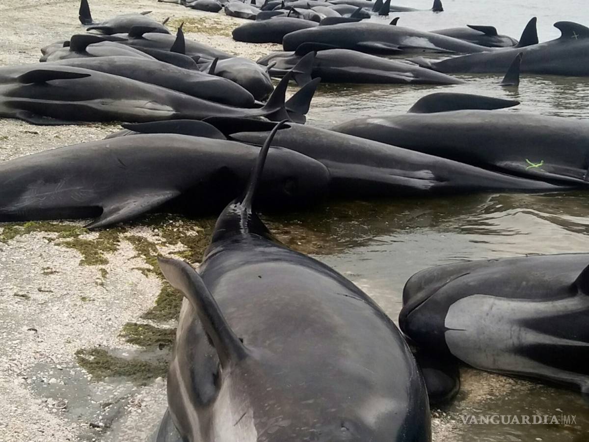 $!Más ballenas encallan en Nueva Zelanda, suben el total a 650