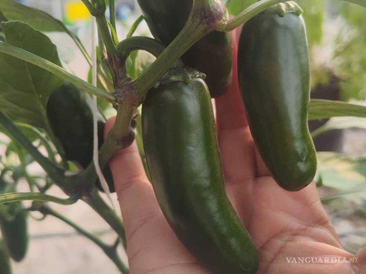 $!Un estudiante de horticultura mostró su descontento por la interrupción de su huerto de calabaza, tomate y chile, afectado por el cierre de los invernaderos.