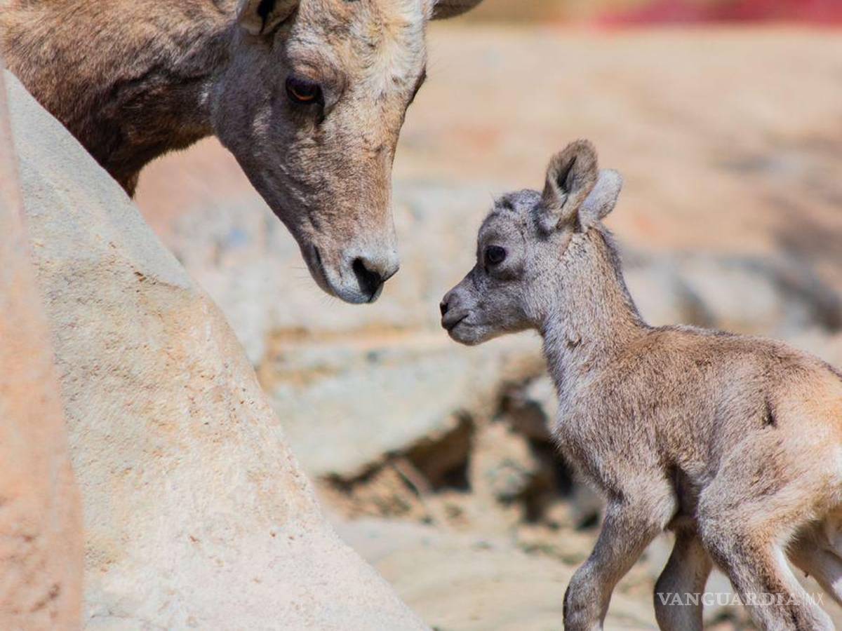 $!La maternidad implica desafíos y riesgos significativos para diversas especies.