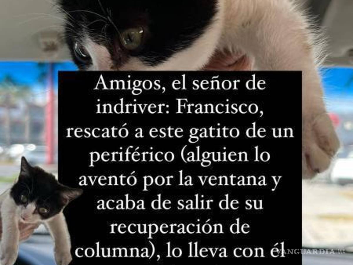 $!Francisco lleva a “Señor Michi” consigo en sus viajes como conductor mientras espera encontrarle un hogar amoroso.