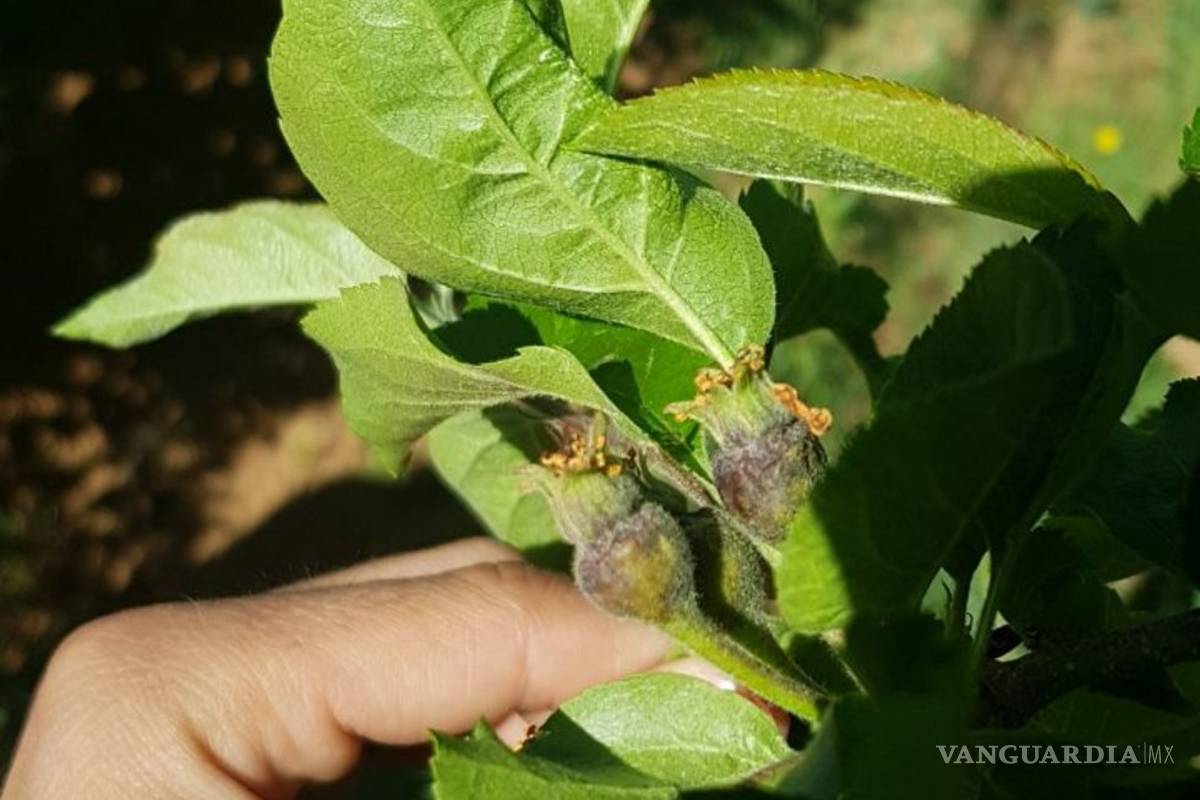 $!Afecta helada 24 mil empleos en la sierra de Arteaga; por la pizca de manzana se pierden 410 mdp