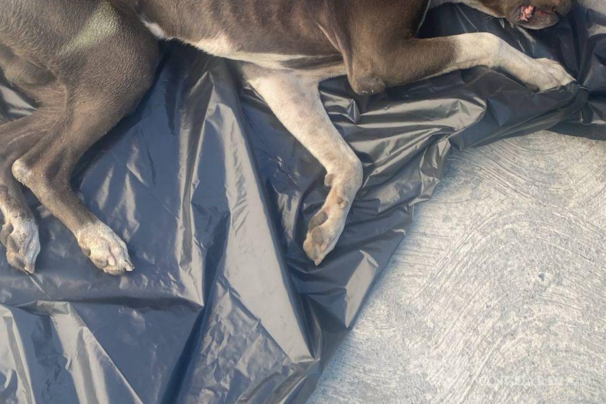 Buscan a dos por abandono y maltrato animal; dejan a perro en esquina de la colonia Teresitas, en Saltillo