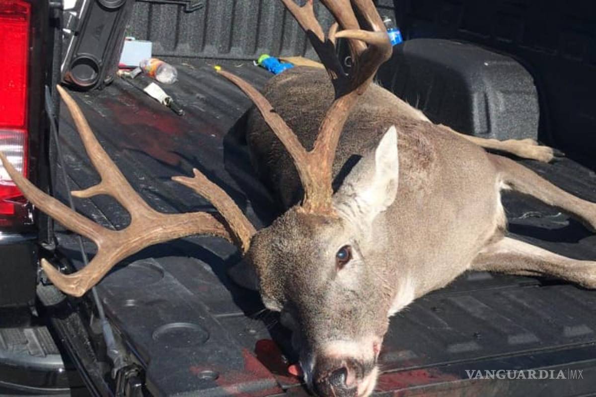 Confirman arresto de cazador furtivo en Laredo; cazó un venado en zona urbana
