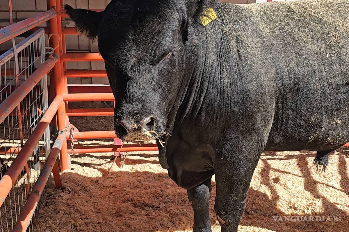 $!Se amplió el número de bovinos y caprinos beneficiados con el programa de mejoramiento genético.