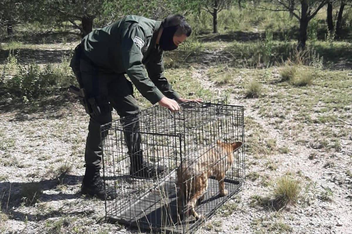 Dos semanas cazando en los callejones de Saltillo al ‘perro güero’... que es un coyote en realidad