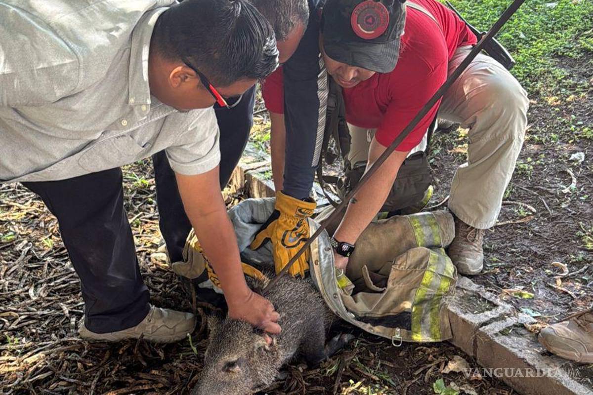 Protección Civil de Torreón captura a segundo jabalí en fraccionamiento Palma Real