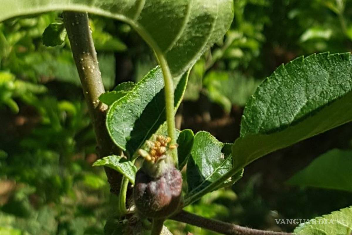 $!Productores de Arteaga declaran pérdida total de cosecha de manzana; el daño es irreparable
