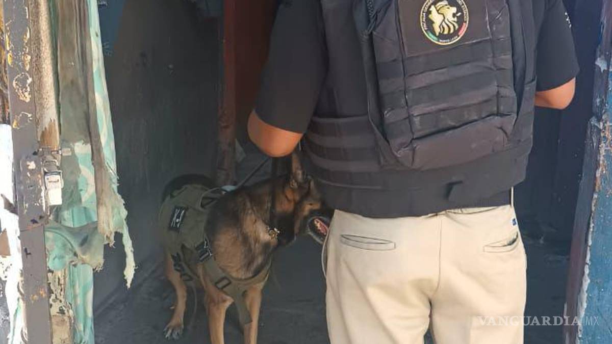 Reportan seis detenidos tras cateos a presuntos puntos de venta de droga en Nuevo León