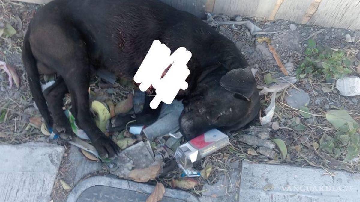 Crueldad extrema: mutilan a perrito en colonia El Tanquecito, en Saltillo; lo rescata Policía Ambiental