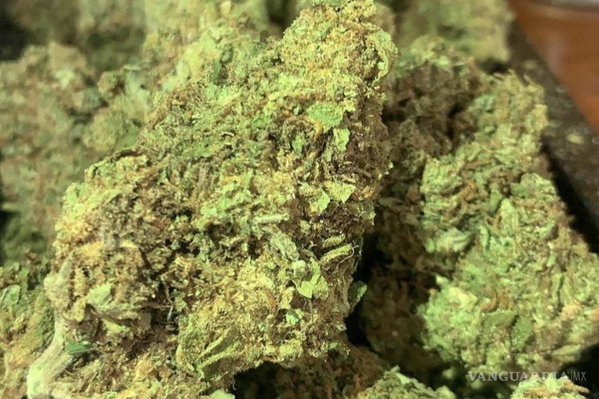 El arte y negocio de decorar pinos de Navidad persiste en Saltillo