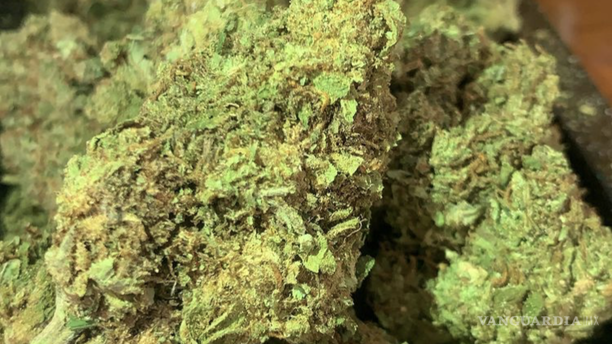 El arte y negocio de decorar pinos de Navidad persiste en Saltillo