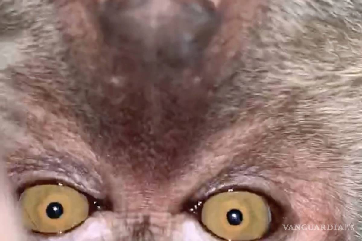 $!Mono le roba su celular a un estudiante universitario en Malasia y se toma selfies