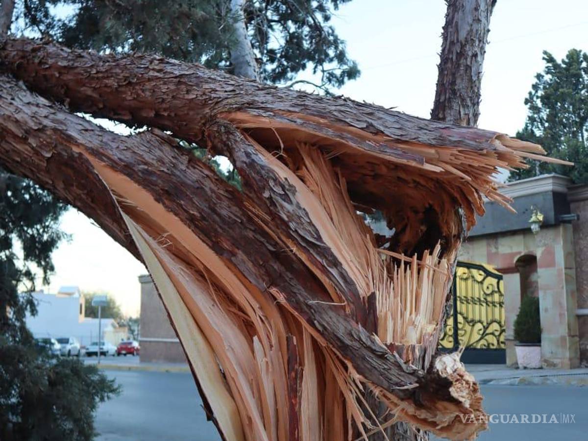$!En la colonia Magisterio, este viejo árbol fue partido a la mitad por las rachas de viento.