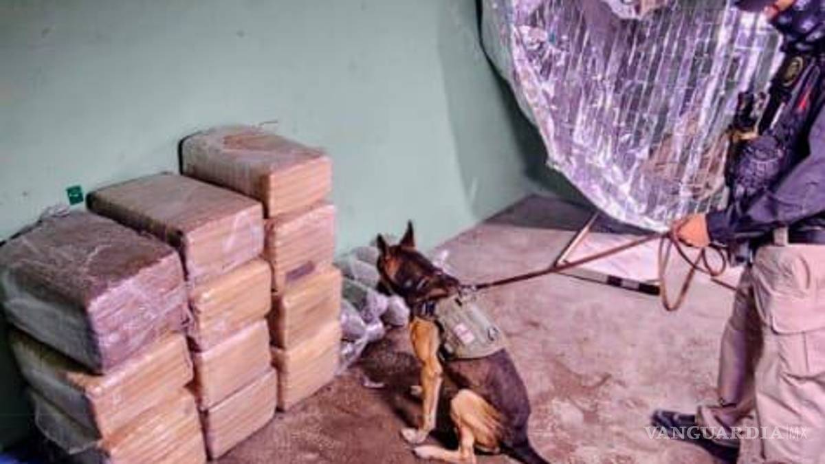 Nuevo León: Incautan más de 260 kilos de droga en cateos a viviendas en Apodaca