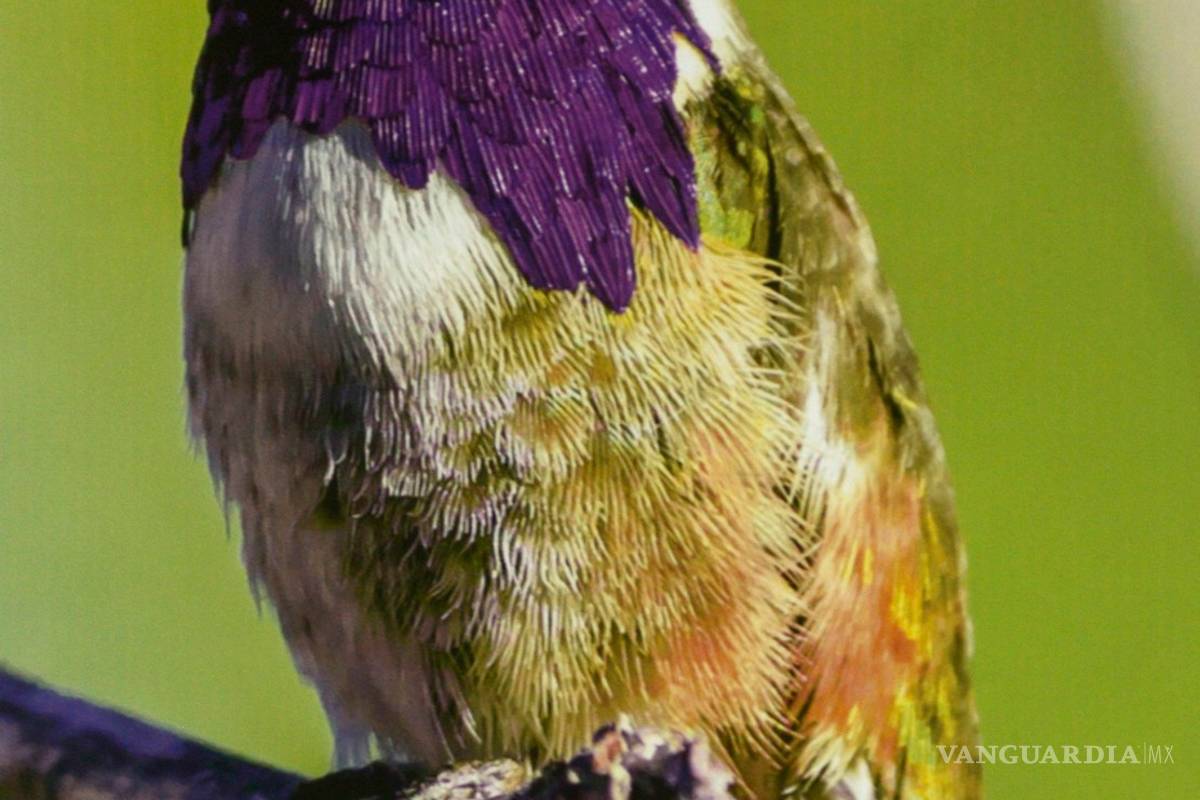 Muestra 'Aves de México' evidencia el colorido mosaico que esta especie crea en nuestro país