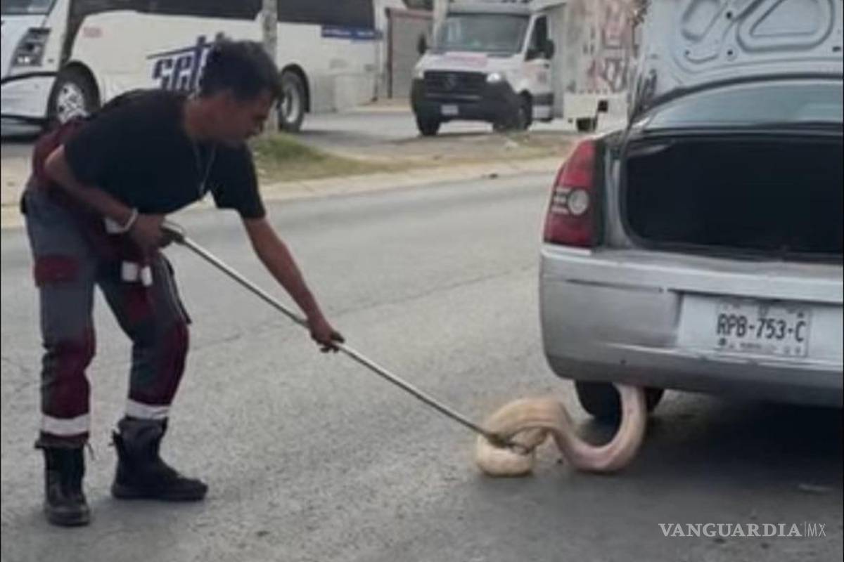Conductora manejaba en Zuazua cuando le alertan sobre una pitón en su vehículo: Nuevo León