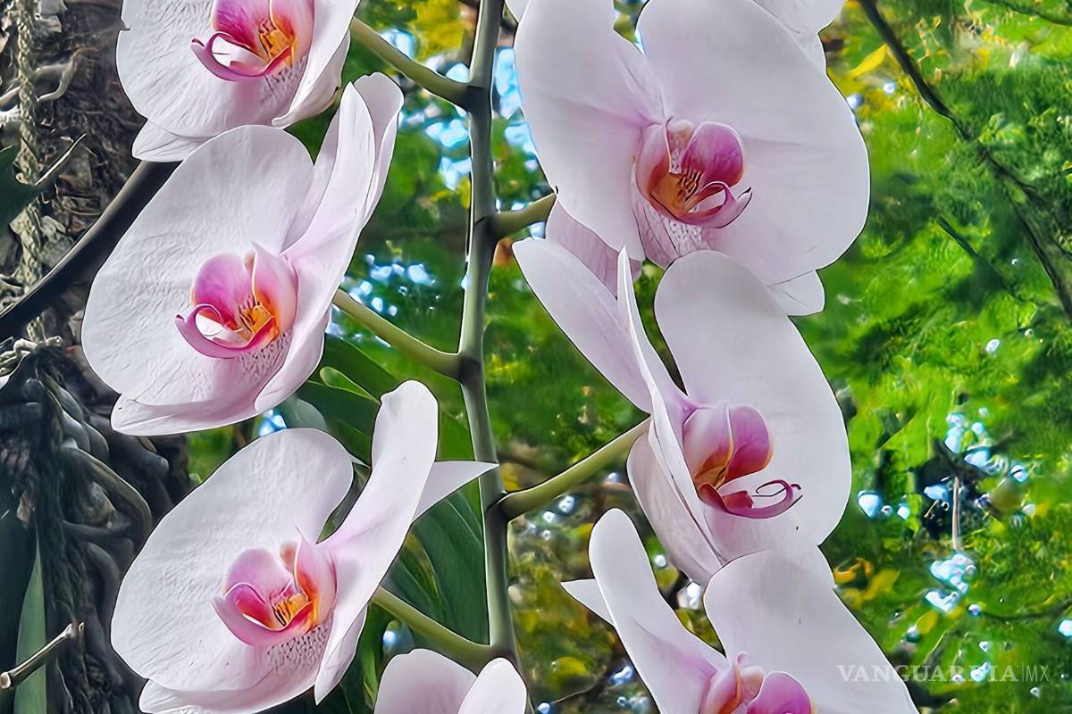 $!Phalaenopsis amabillis.