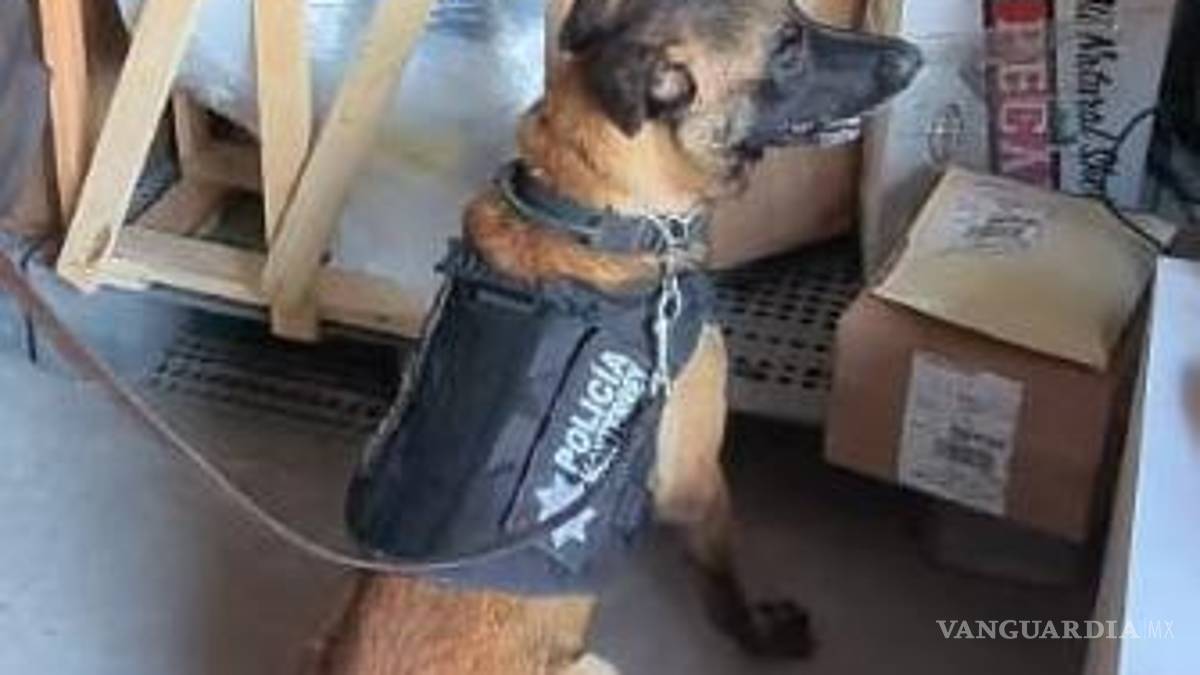 Binomio canino halla droga en la Central de Autobuses de Monterrey