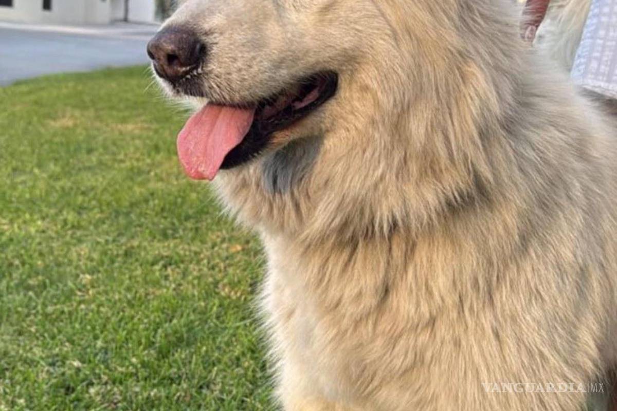 Pirotecnia navideña deja mascotas extraviadas en Saltillo