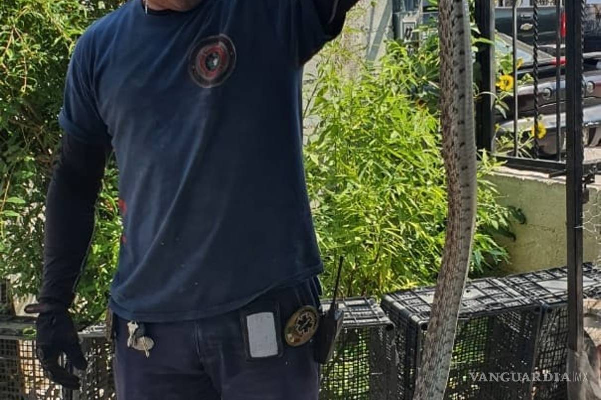 Desata calor aparición de serpientes en casas en Piedras Negras; van 6 casos