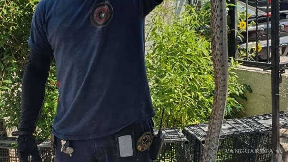Desata calor aparición de serpientes en casas en Piedras Negras; van 6 casos