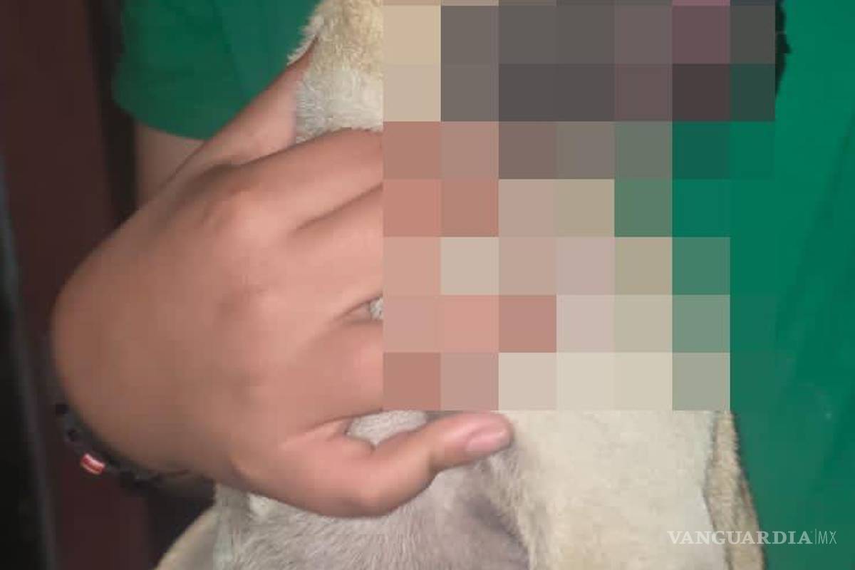 $!El perro resultó con quemaduras tras el flamazo provocado por una fuga de gas en un domicilio de la colonia Bellavista.