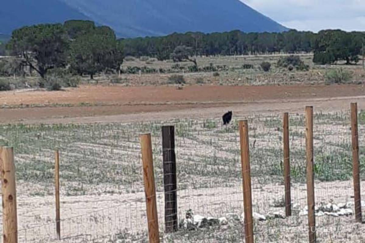 Protegen a otro oso en riesgo por personas, ahora en Arteaga; “no deben acercarse”, señalan