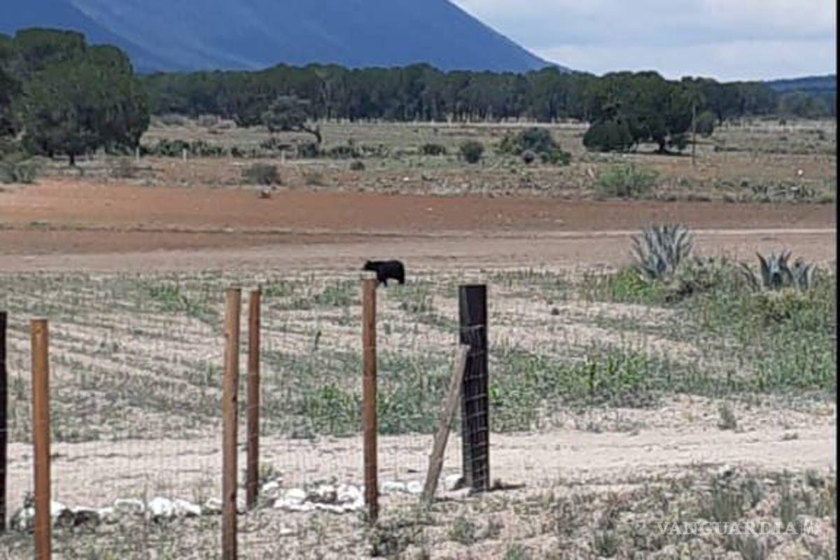 Protegen a otro oso en riesgo por personas, ahora en Arteaga; “no deben acercarse”, señalan