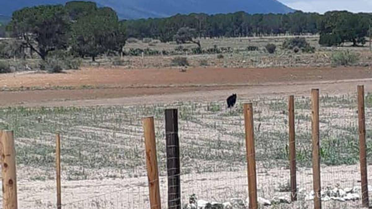 Protegen a otro oso en riesgo por personas, ahora en Arteaga; “no deben acercarse”, señalan